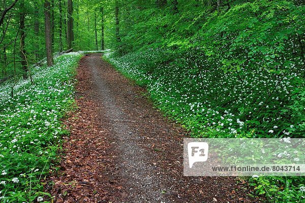 blühen  Weg  Wald  Bärlauch Allium ursinum  Schweiz