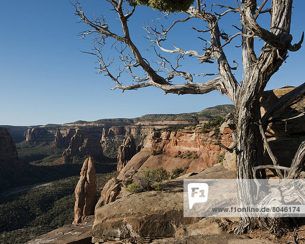Magnificent views of sheer rock canyons and red sandstone monoliths  Colorado National Monument  Colorado  USA