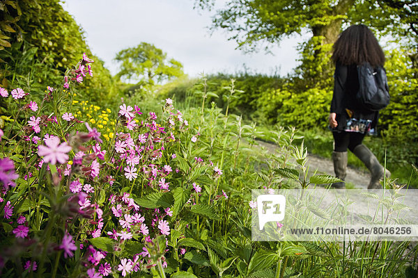 Rear view of woman walking in countryside  Devon  England  United Kingdom