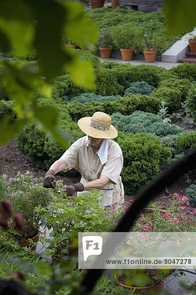 Female gardener at National Herb Garden and cottage garden  U.S. National Arboretum  Washington DC  USA