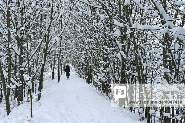 Frau  bedecken  gehen  Baum  Großbritannien  Weg  vorwärts  East Sussex  Schnee