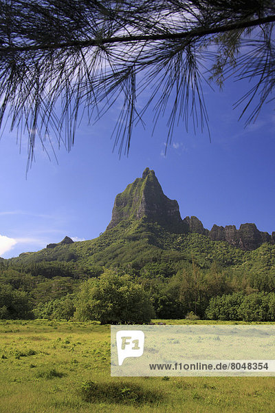 Landschaft  grün  Überfluss  Schwangerschaft  Berg  Französisch-Polynesien  Hang