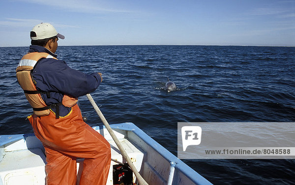 Mexico  Baja California Sur  Man looking at dolphins from boat  Laguna San Ignacio