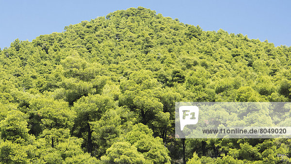 hoch  oben  Hügel  grün  Wald  Griechenland  dicht