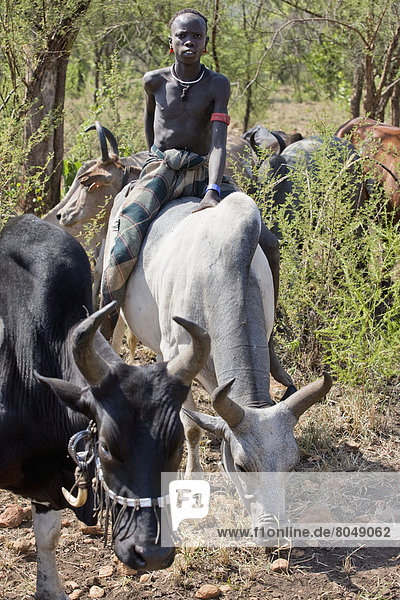 Bulle  Stier  Stiere  Bullen  sitzend  Portrait  Mann  Geographie  Volksstamm  Stamm  Ethnisches Erscheinungsbild  Äthiopien