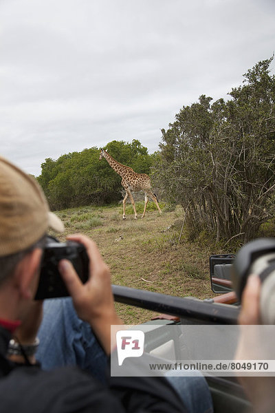 Südliches Afrika  Südafrika  Giraffe  Giraffa camelopardalis  nehmen  fahren  Tourist  Spiel  Fotografie  Garden Route
