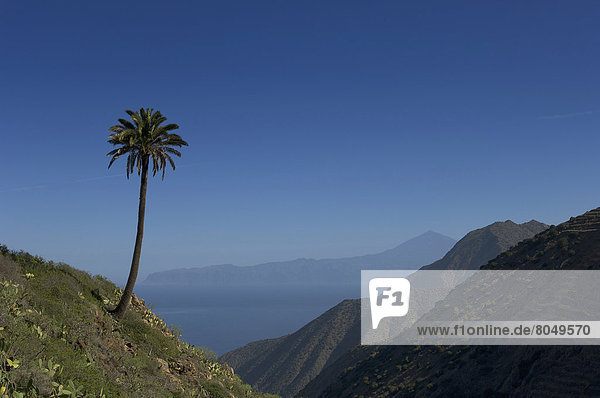 Palm tree and island of Tenerife viewed from Vallehermoso trail  La Gomera  Canary Islands  Spain