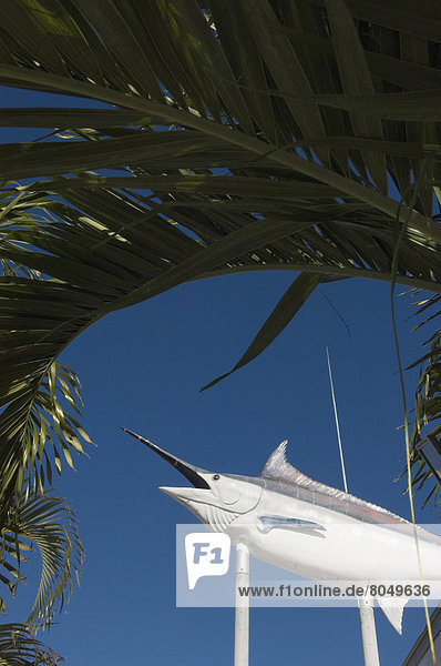 Marlin sign advertising fishing tours  Key West  Florida Keys  Florida  USA