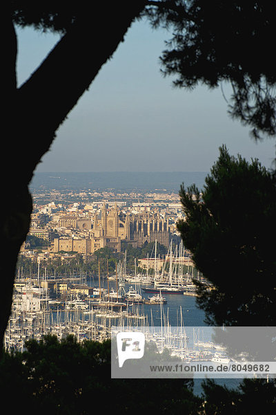 sehen  Baum  blättern  Palma de Mallorca  Mallorca  Spanien