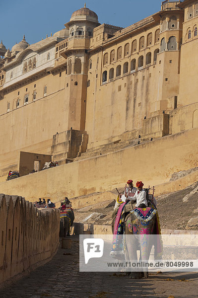 Elephants going up and down path to Amber Fort  Jaipur  Rajasthan  India