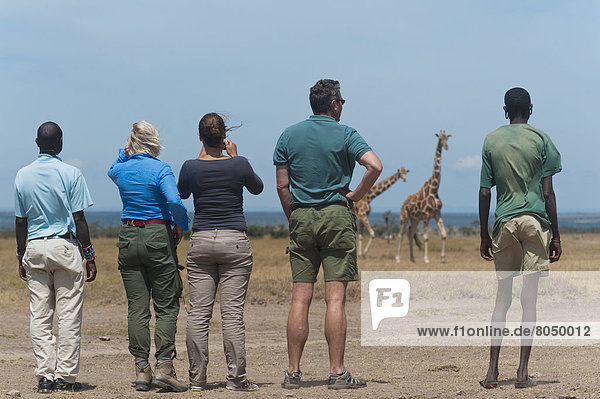 Tourists and guides watching giraffes on walking safari in Ol Pejeta Conservancy  Laikipia County  Kenya