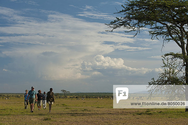 People on walking safari with zebra and eland in background in Ol Pejeta Conservancy  Laikipia Country  Kenya