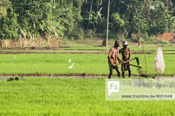 India  Karnataka  Workers in paddy fields  Gokarna