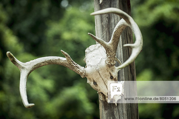 Abandoned antlers in ghost city of Rodney  Rodney  Mississippi  USA