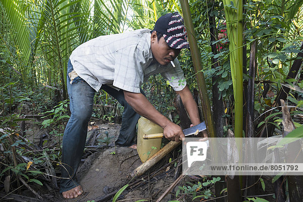 Baum  sammeln  Bauer  Saft  Myanmar  Mangrove