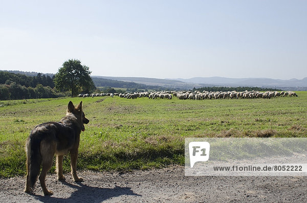 German shepherd dog watching flock of sheep  Kaufungen  Germany