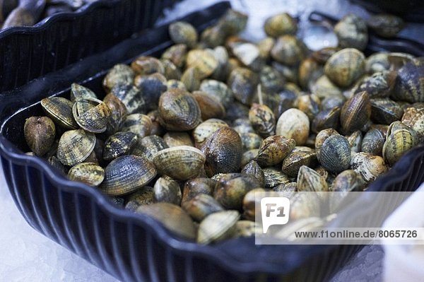 Viele frische Clams in einem Behälter