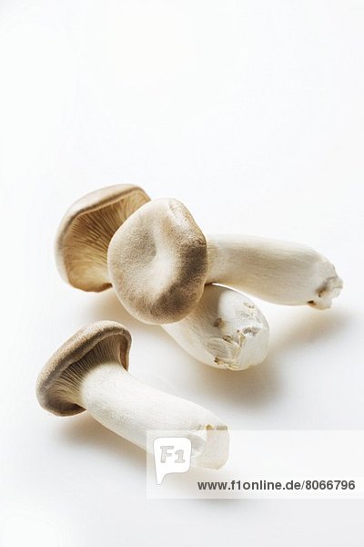 Three King Oyster Mushrooms on a White Background