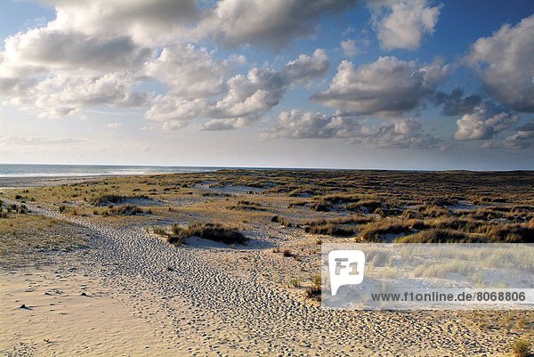 Atlantic coast in the Aquitaine region : dune vegetation on the dunes of the beach of Biscarrosse (40). Beachgrass (Ammophila arenaria)  grass fixing the sand to the dunes. Landscape  coast  flora