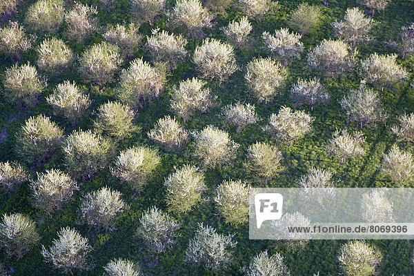 Feuerwehr Baum über blühen Ansicht Obstgarten Luftbild Fernsehantenne