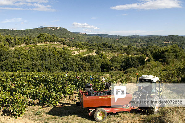 'Suzette (84). 2010/10/04. Grape harvest at ''Domaine des Garances''. The largest part of the 16-hectare vineyard is located in the AOC area ''Beaumes de Venise'' (wine with a guarantee of origin ''La Blache''  ''La Treille''). Ideally situated  this vineyard is on a hill in the Rhone Valley. Tractor and grape-pickers at work'