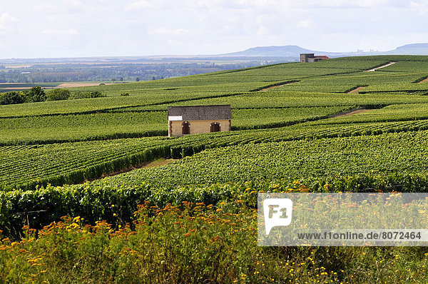Feuerwehr zwischen inmitten mitten Wohnhaus Landschaft klein Mittelpunkt Weinberg Champagner Marne Reben Weg