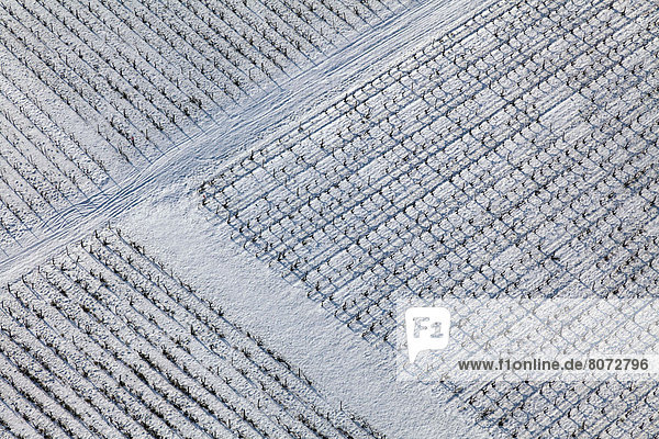 Frankreich  bedecken  Weinberg  Zimmer  Aquitanien  Bordeaux  Schnee