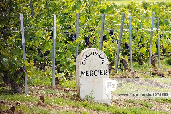 Feuerwehr  nahe  Wein  Eigentum  Produktion  Symbol  Champagner  Kilometer  Marne  Straßenrand  Reben  Weinberg