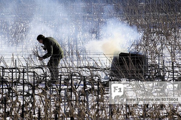Winter  arbeiten  Landwirtschaft  Geschichte  Kletterpflanze  Champagner  beschneiden  Weinberg