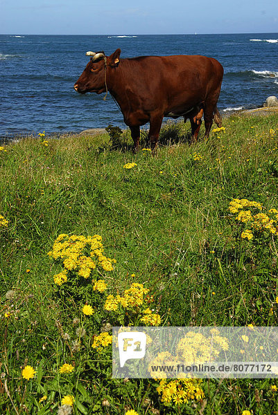'Cow and yellow wild flowers on the coastal path of the ''Ile de Batz'' island (29). 2007'