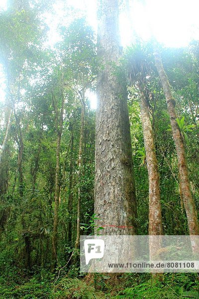 Wolke Baum Wald Naturvolk Venezuela
