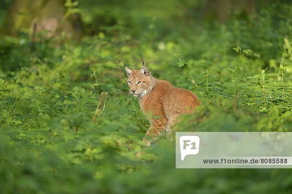 Eurasischer Luchs (Lynx lynx) in einem Wald  Bayern  Deutschland