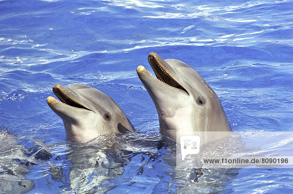 Zwei Große Tümmler (Tursiops truncatus) bei Delfinshow im Oceanografico