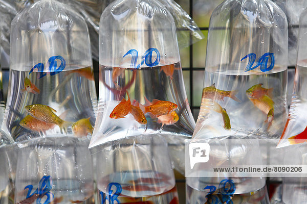 Goldfische zum Verkauf in Plastiktüten