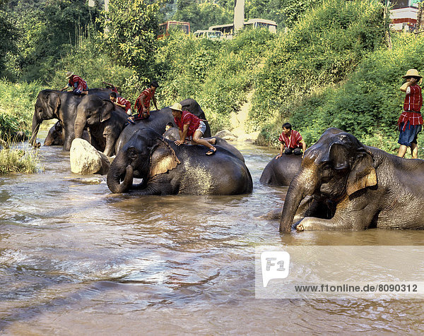 Elefanten beim Baden  Elefanten-Camp Mae Rim
