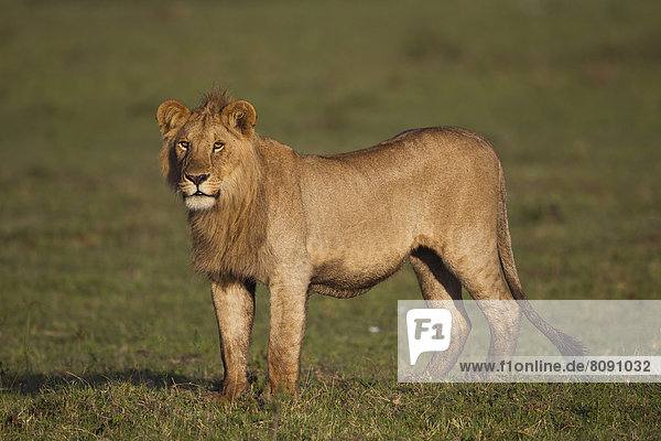 Junger Löwe (Panthera leo) im Morgenlicht