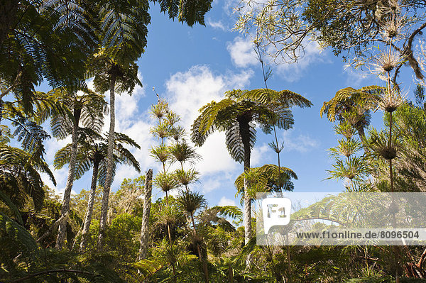 Wald mit Baumfarnen (Cyatheales) und Bambus