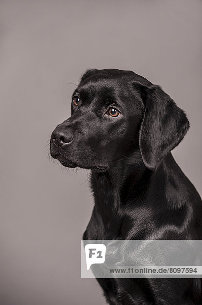 Schwarzer Labrador Retriever  Portrait