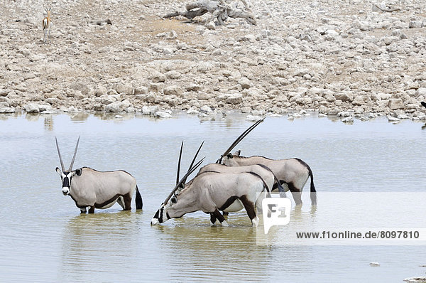 Spießböcke (Oryx gazella) am Wasserloch