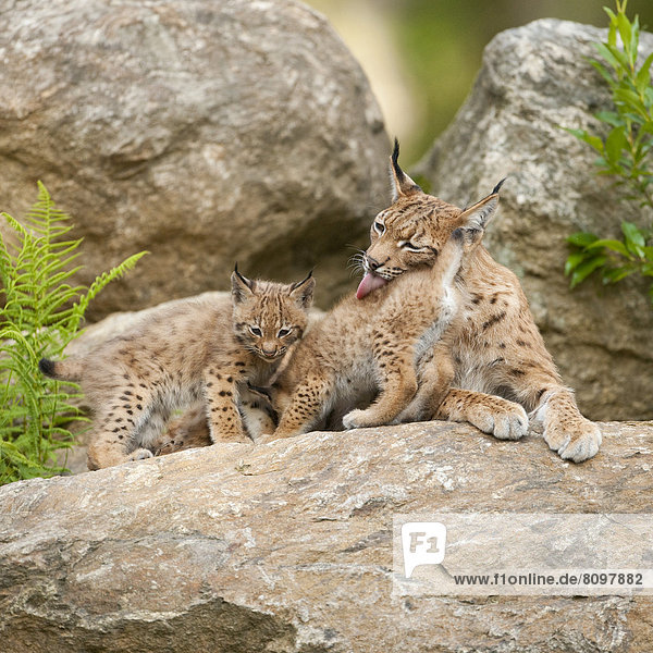 Eurasische Luchse (Lynx lynx)  Muttertier und Jungtiere liegen auf einem Felsen  captive