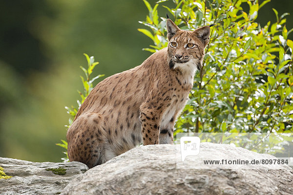Eurasischer Luchs (Lynx lynx) sitzt auf einem Felsen  captive