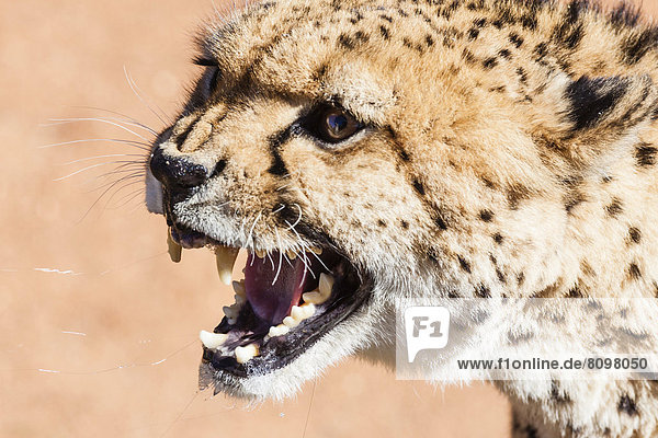 Fauchender Gepard (Acinonyx jubatus)