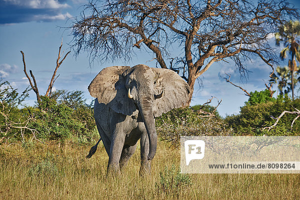 Agressiver männlicher afrikanische Elefant  Loxodonta africana  Chitabe  Okavangodelta  Botswana  Südafrika  Afrika
