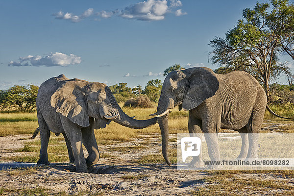 Kämpfende männliche afrikanische Elefanten  Loxodonta africana  Chitabe  Okavangodelta  Botswana  Südafrika  Afrika