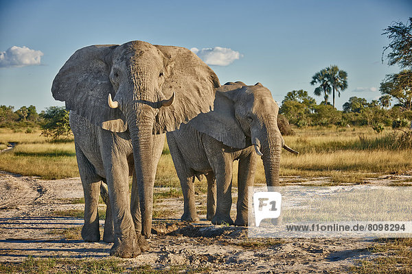 Agressive männliche afrikanische Elefanten  Loxodonta africana  Chitabe  Okavangodelta  Botswana  Südafrika  Afrika