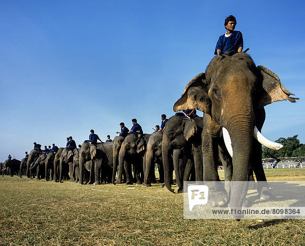 Elefantenfest in Surin