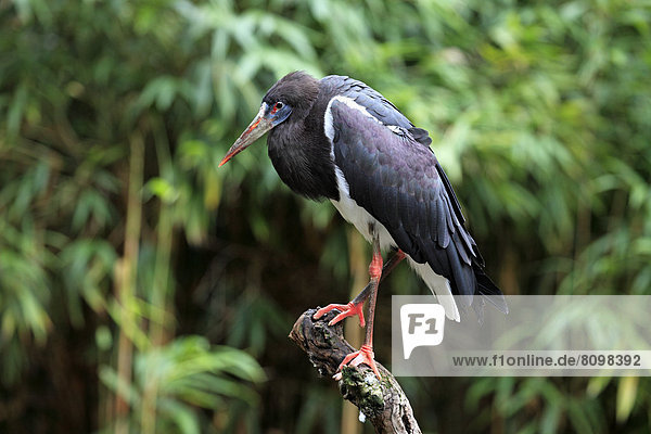 Abdimstorch (Ciconia abdimii)  Vorkommen in Afrika  captive