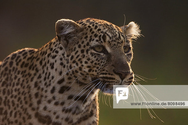 Leopard (Panthera pardus)  Portrait  im Abendlicht