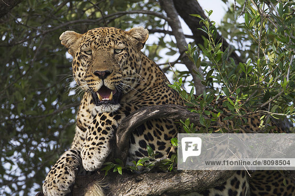 Leopard (Panthera pardus) auf einem Baum