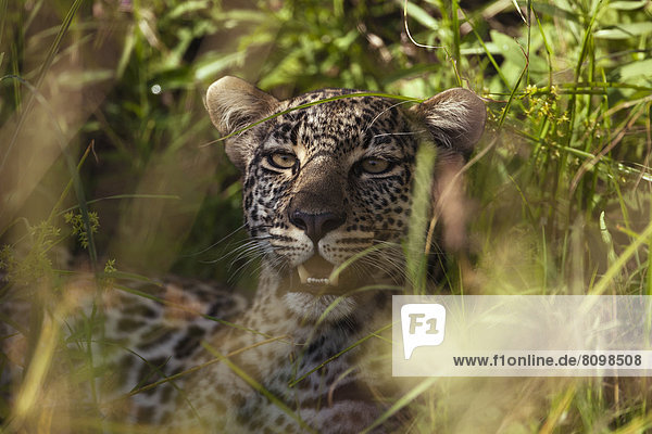 Leopard (Panthera pardus) in seinem Versteck